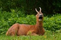 A male Roe Deer, Capreolus capreolus yawns in rest an early morning. Royalty Free Stock Photo