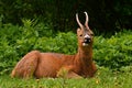 A male Roe Deer, in rest and chewing and ruminating in early morning.