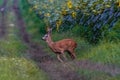 Male roe deer running Royalty Free Stock Photo