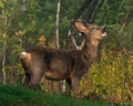 A male Roe Deer, Capreolus capreolus standing and eat the bushes leaves. Royalty Free Stock Photo