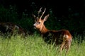 A male Roe Deer, Capreolus capreolus standing in a field Royalty Free Stock Photo