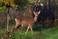 A male Roe Deer, Capreolus capreolus standing in a field looking at the camera Royalty Free Stock Photo