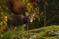 A male Roe Deer, Capreolus capreolus standing next to a rock cliff looking at the camera Royalty Free Stock Photo