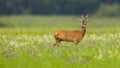 Male roe deer standing in summertime nature and looking back over shoulder. Royalty Free Stock Photo