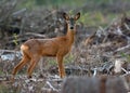 Male Roe Deer stands alone and sadly in cutted forest clearence