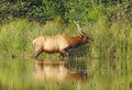 Male Roosevelt elk in Prairie Creek Redwoods State Park, California Royalty Free Stock Photo