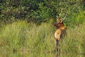 Male Roosevelt elk in Prairie Creek Redwoods State Park, California Royalty Free Stock Photo