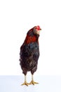 Male Rooster Araucana Easter egger breed Royalty Free Stock Photo