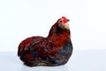 Male Rooster Araucana Easter egger breed Royalty Free Stock Photo