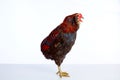Male Rooster Araucana Easter egger breed Royalty Free Stock Photo