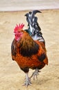 A Male Rooster Chicken Walking Towards Camera, Full Body