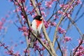 Male rose-breasted grosbeak Royalty Free Stock Photo