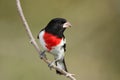 Male Rose-breasted Grosbeak