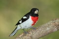 Male Rose-breasted Grosbeak Royalty Free Stock Photo