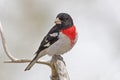 Male Rose-breasted Grosbeak, Pheucticus ludovicianus, in spring Royalty Free Stock Photo