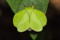 Male roseapple caterpillar moth