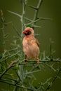 Male rosy-breasted longclaw in thornbush facing left Royalty Free Stock Photo