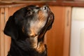 Portrait of an adult handsome Rottweiler.
