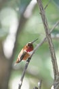 Male Roufus Hummingbird