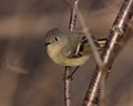 Male Ruby-crowned Kinglet