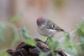 Male Ruby-crowned Kinglet showing red patch Royalty Free Stock Photo