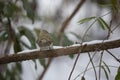 Male Ruby-Crowned Kinglet in the Snow Royalty Free Stock Photo