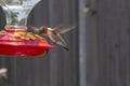 Male Ruby Throat Hummingbird drinking deeply from a feeder