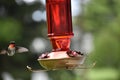 Male Ruby Throat Hummingbird Archilochus colubris