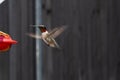 Male Ruby Throat Hummingbird flying close to a feeder