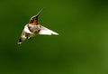 Male Ruby Throat Hummingbird hovering against green background