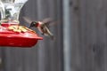 Male Ruby Throat Hummingbird hovering and drinking from a feeder