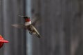 Male Ruby Throat Hummingbird hovering and about to feed