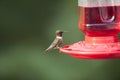 Male Ruby Throated Hummingbird Royalty Free Stock Photo