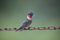 Male Ruby Throated Hummingbird Royalty Free Stock Photo