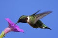 Male Ruby-throated Hummingbird