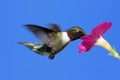 Male Ruby-throated Hummingbird Royalty Free Stock Photo