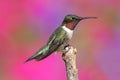 Male Ruby-throated Hummingbird Royalty Free Stock Photo