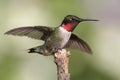 Male Ruby-throated Hummingbird Royalty Free Stock Photo