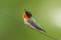 Male Ruby-throated Hummingbird