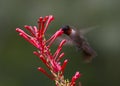 Male Ruby-throated hummingbird Royalty Free Stock Photo