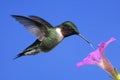 Male Ruby-throated Hummingbird