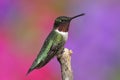 Male Ruby-throated Hummingbird Royalty Free Stock Photo