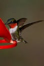 Male Ruby Throated Hummingbird. Royalty Free Stock Photo