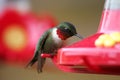 Male Ruby-throated Hummingbird At Feeder