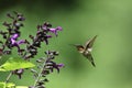 Male Ruby Throated Hummingbird Feeding on Deep Purple Salvia Royalty Free Stock Photo