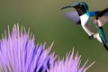 Male Ruby-throated Hummingbird feeding on a purple flower. Generative AI Royalty Free Stock Photo