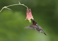 Male Ruby-throated Hummingbird feeding at a Wild Columbine flower