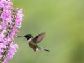 Male Ruby-throated Hummingbird feeds on Meadow Sage in S Royalty Free Stock Photo