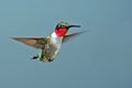 Male Ruby-throated Hummingbird Royalty Free Stock Photo