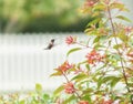 A male Ruby-Throated Hummingbird in flight Royalty Free Stock Photo